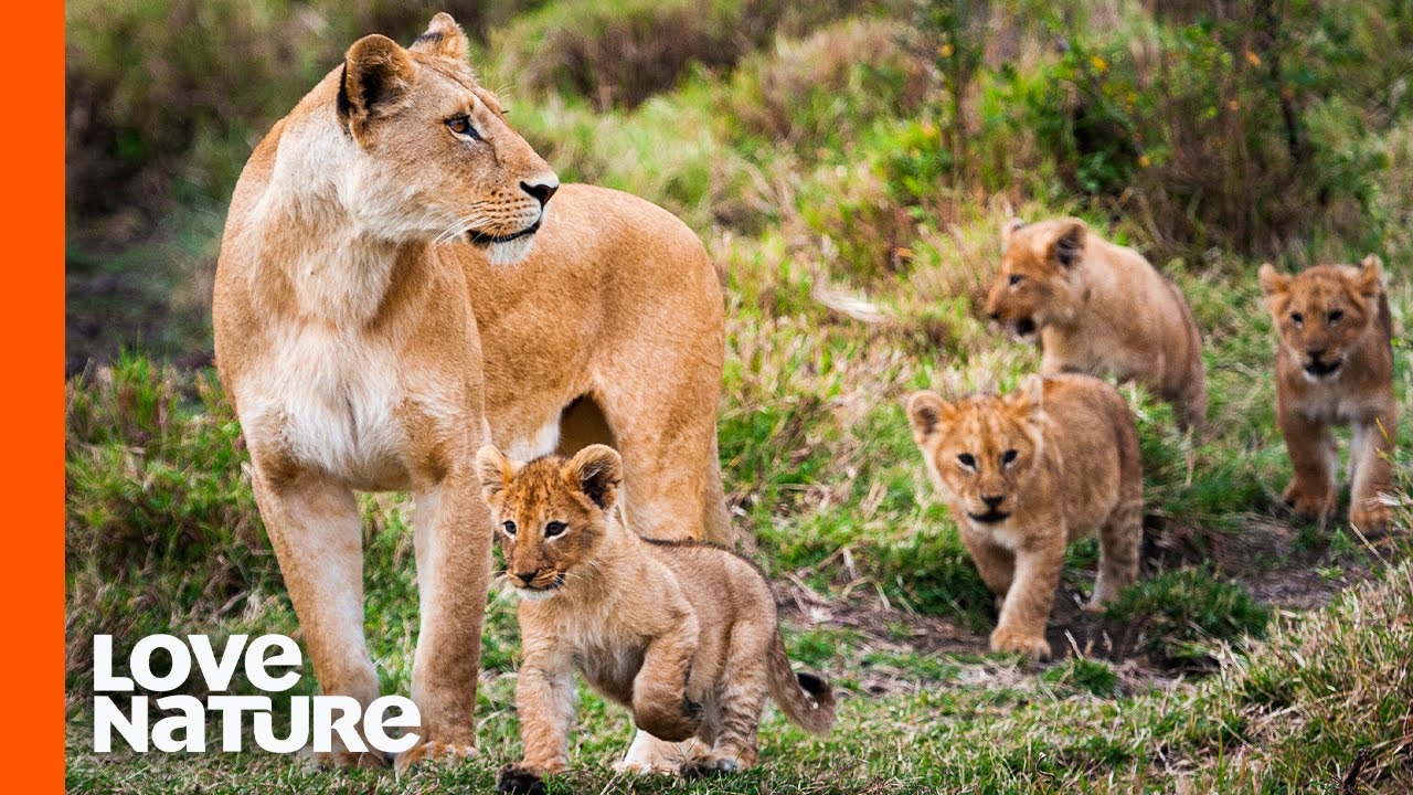 Lion Mother Takes Lion Cubs Outside For The First Time | Love Nature