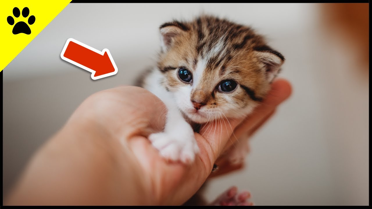 Entwicklung eines Katzenbabys von 0–8 Wochen ❤️ (SO NIEDLICH)