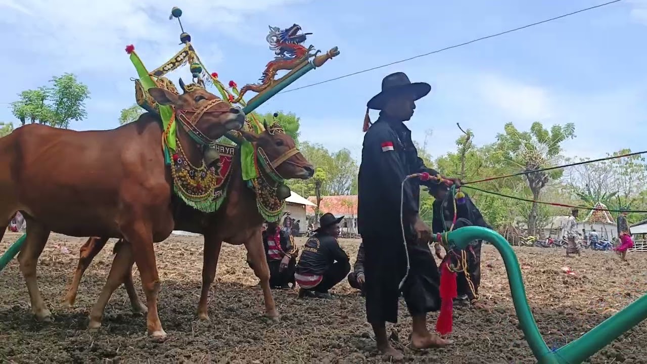 Kerap sapi betina 4 rombongan|CAHAYA MUDA| gaya baru😲