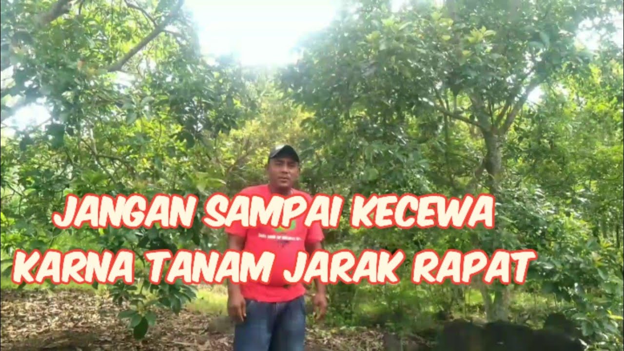 Tanam alpukat Siger yang malah bikin rugi