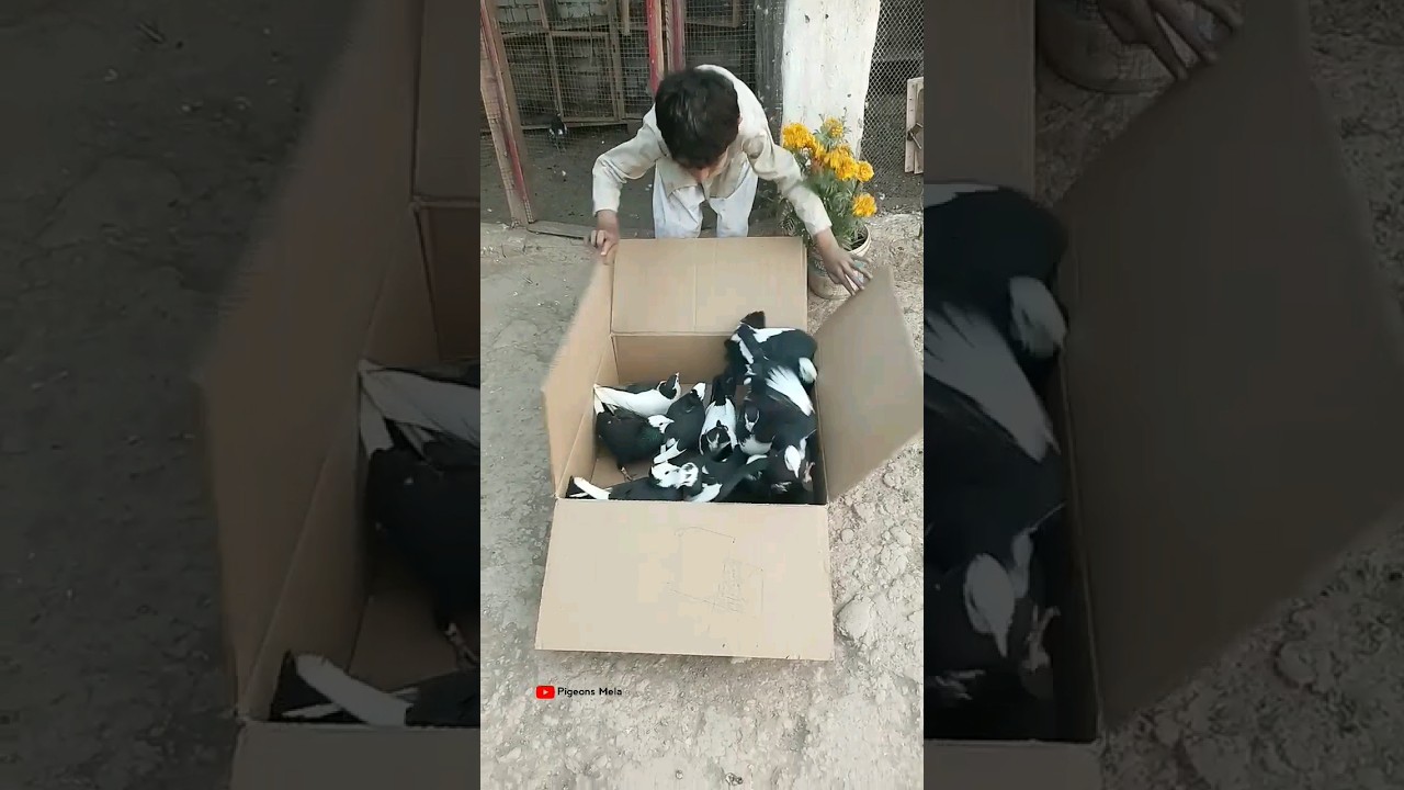20 Black Mukhi Pigeon Box 🎁 Open || 20 Fancy Pigeon ||#Shorts
