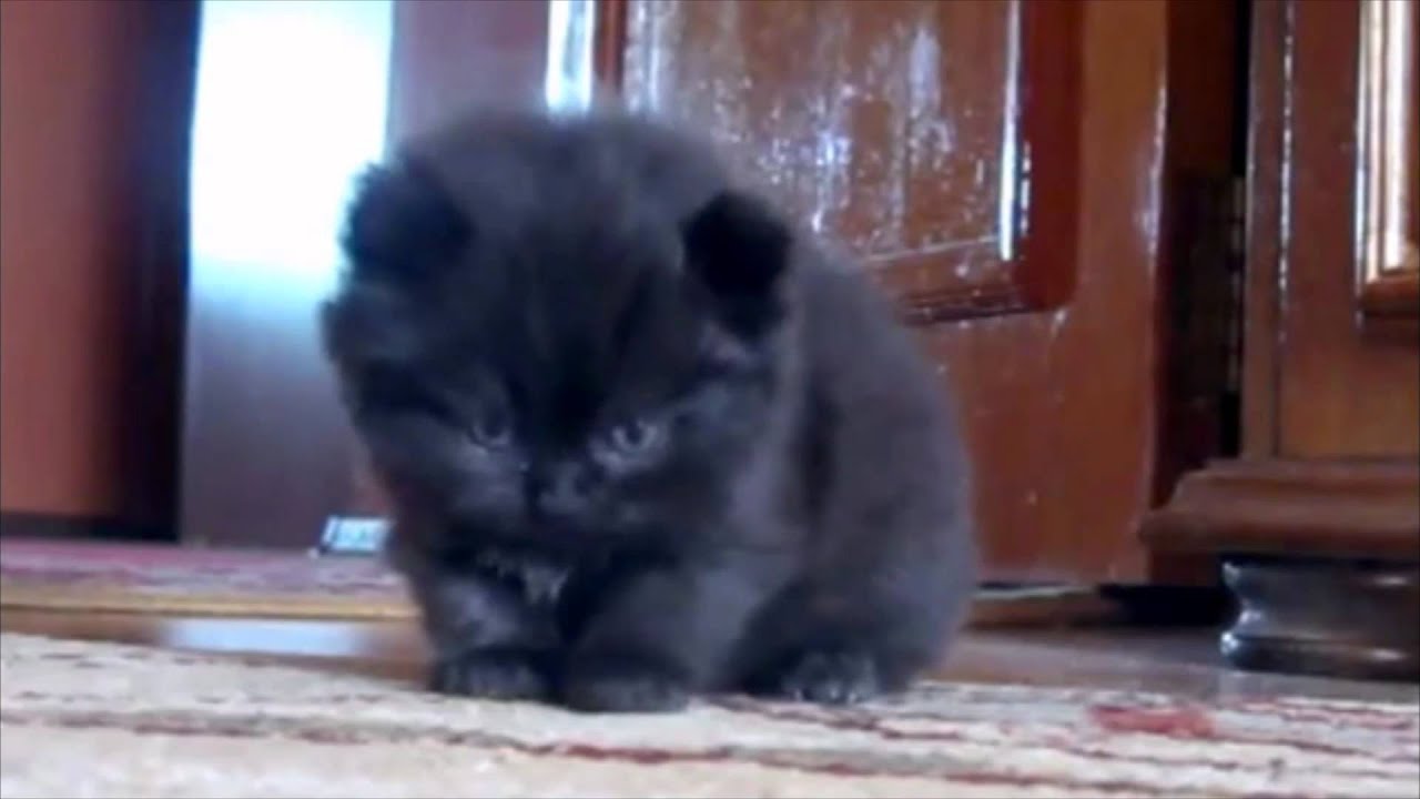 Gatonovela - Don't mess with the cat Cartel! - Cat Soap Opera