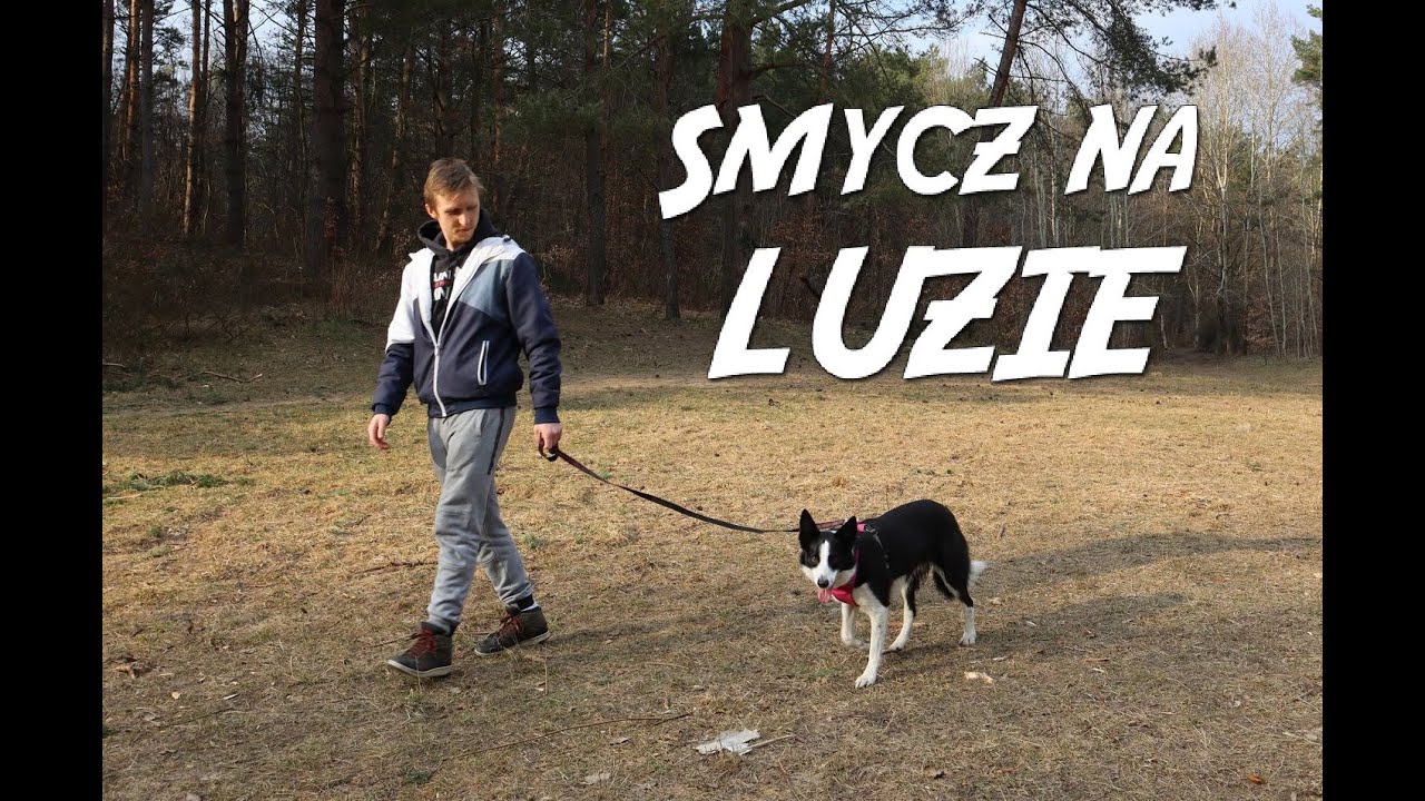 Jak nauczyć psa chodzenia na LUŹNEJ SMYCZY // Szczęśliwy sierściuch