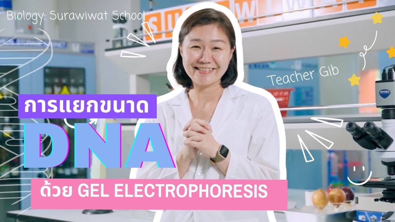 การแยก DNA ด้วยเทคนิค Gel Electrophoresis