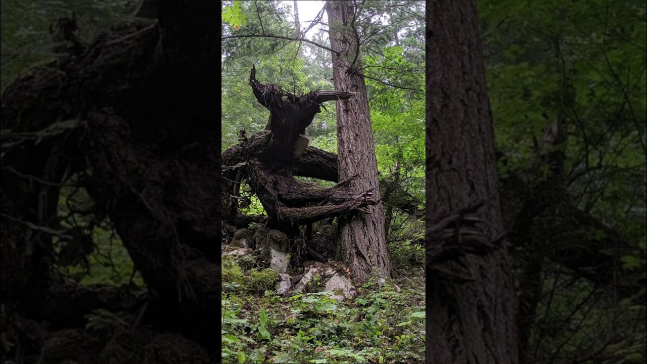 The Devil's Tree!! 