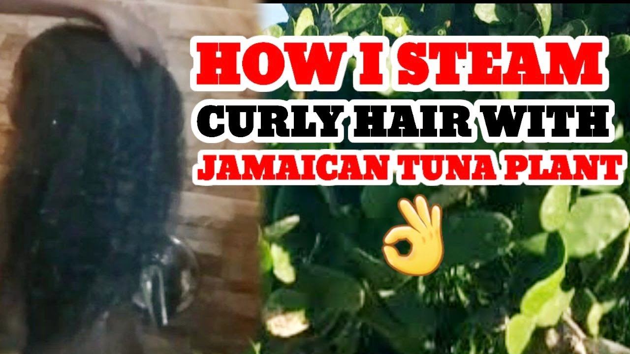 #tunaplant #curly #hair HOW TO STEAM 4C CURLY HAIR WITH JAMAICAN TUNA PLANT || GROWTH || MYASGLAM