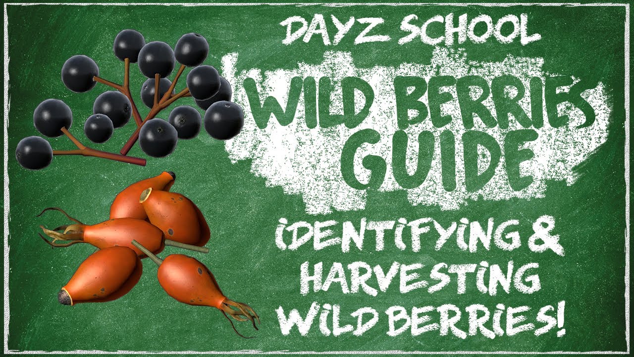 DayZ Wild Berries Guide