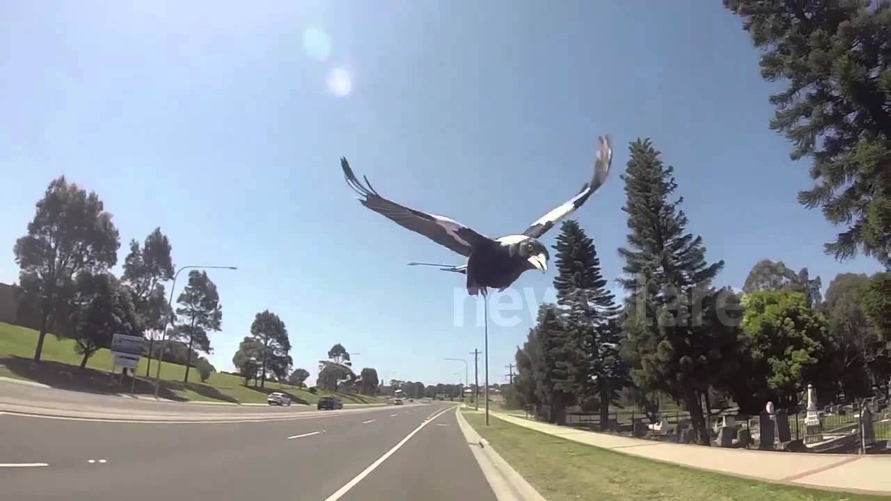 Cycling during Magpie season Shellharbour  Australia