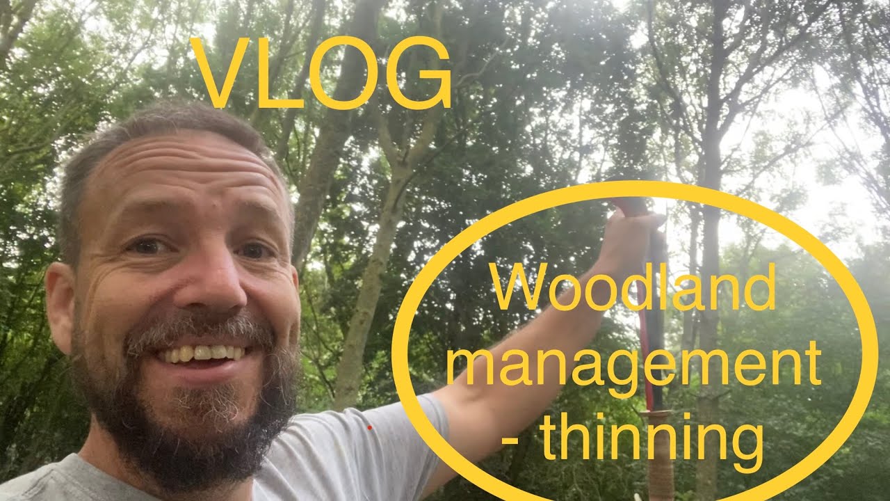 Woodland management discussion, tree thinning, fencing and baby chicks VLOG 18-8-20
