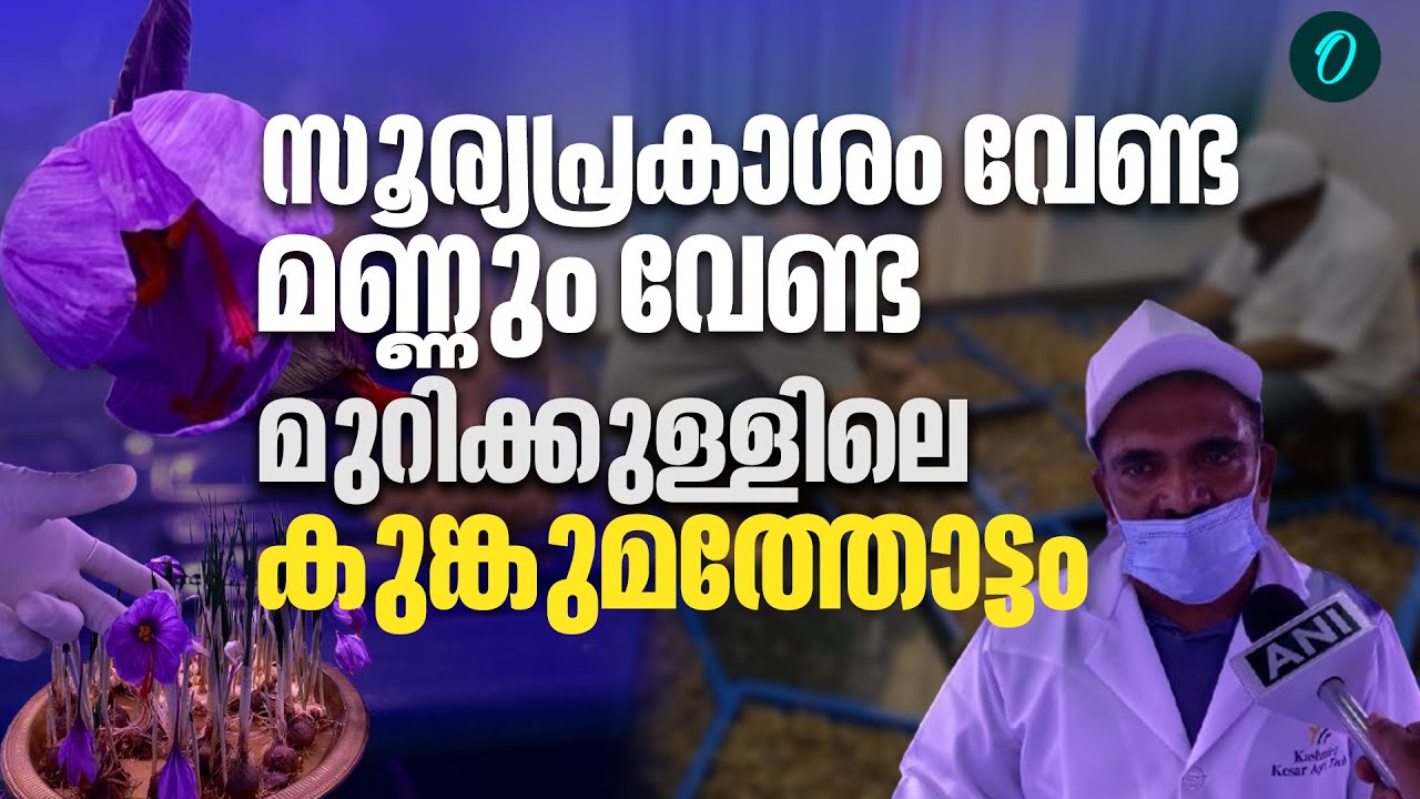 മുറിക്കുളളിലെ സജ്ജീകരണങ്ങൾക്ക് മാത്രം ചെലവ് 7.5 ലക്ഷം രൂപ | Saffron Cultivation in Thrissur