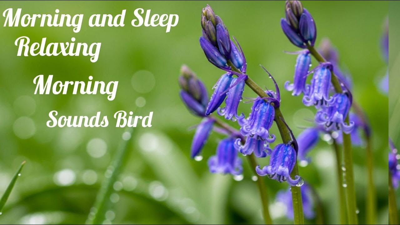 Morning Relaxing and sound bird blue flower piano Relaxing   Axia Relaxing Morning and Sleep