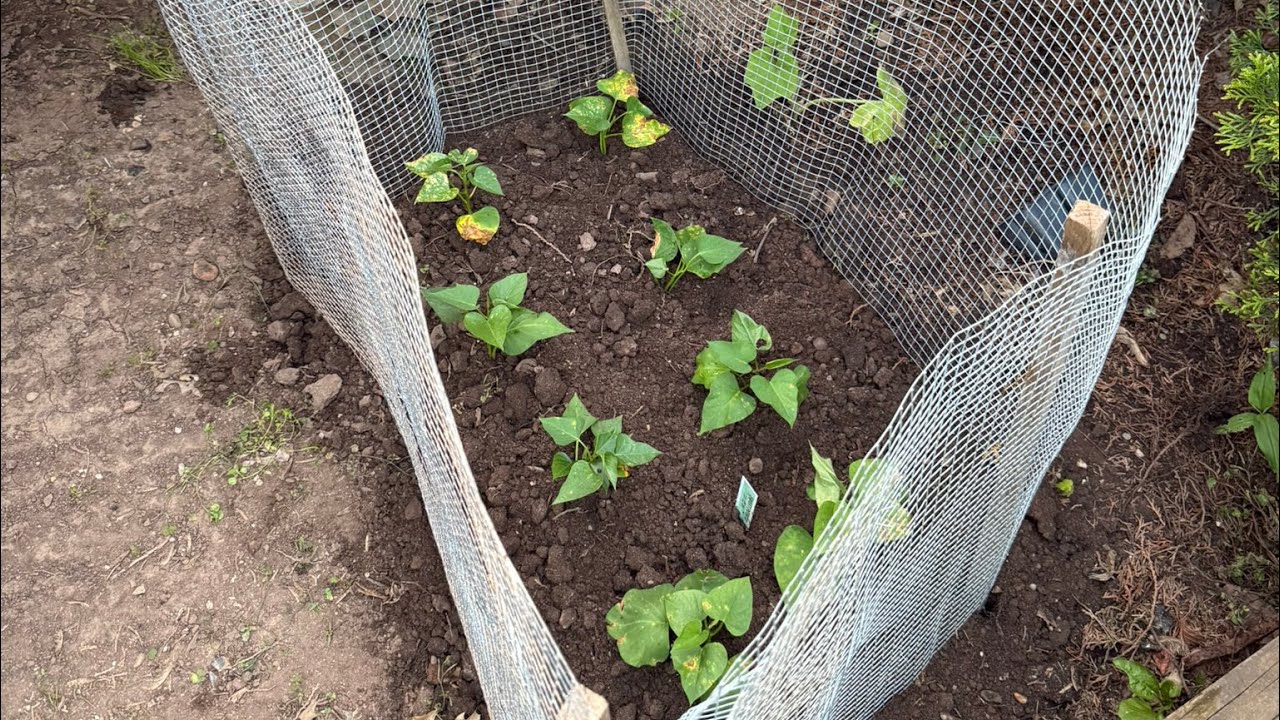 How to Grow Sweet Potatoes from Seedlings | Protect with Cages + Harvest Leaves & Tubers