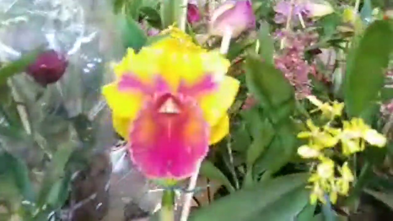 Exposição de Orquídeas, na Serraria Souza Pinto - BH