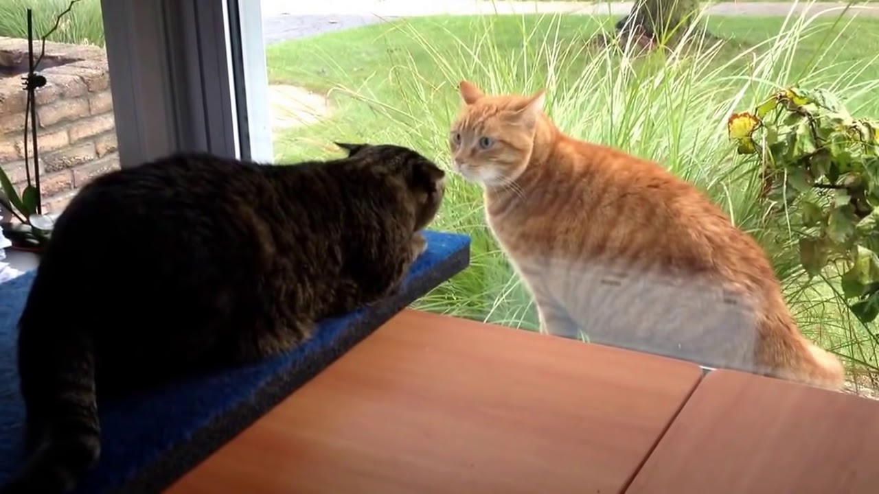 Cat fight through the window.