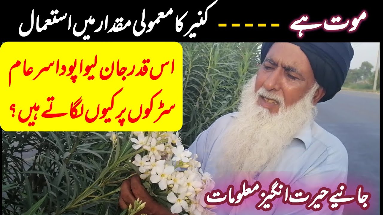 Olender poisonous plant uses and risks | kneyr ke fayde or nuqsan | کنیر کے فائدے اور نقصان | #herbs