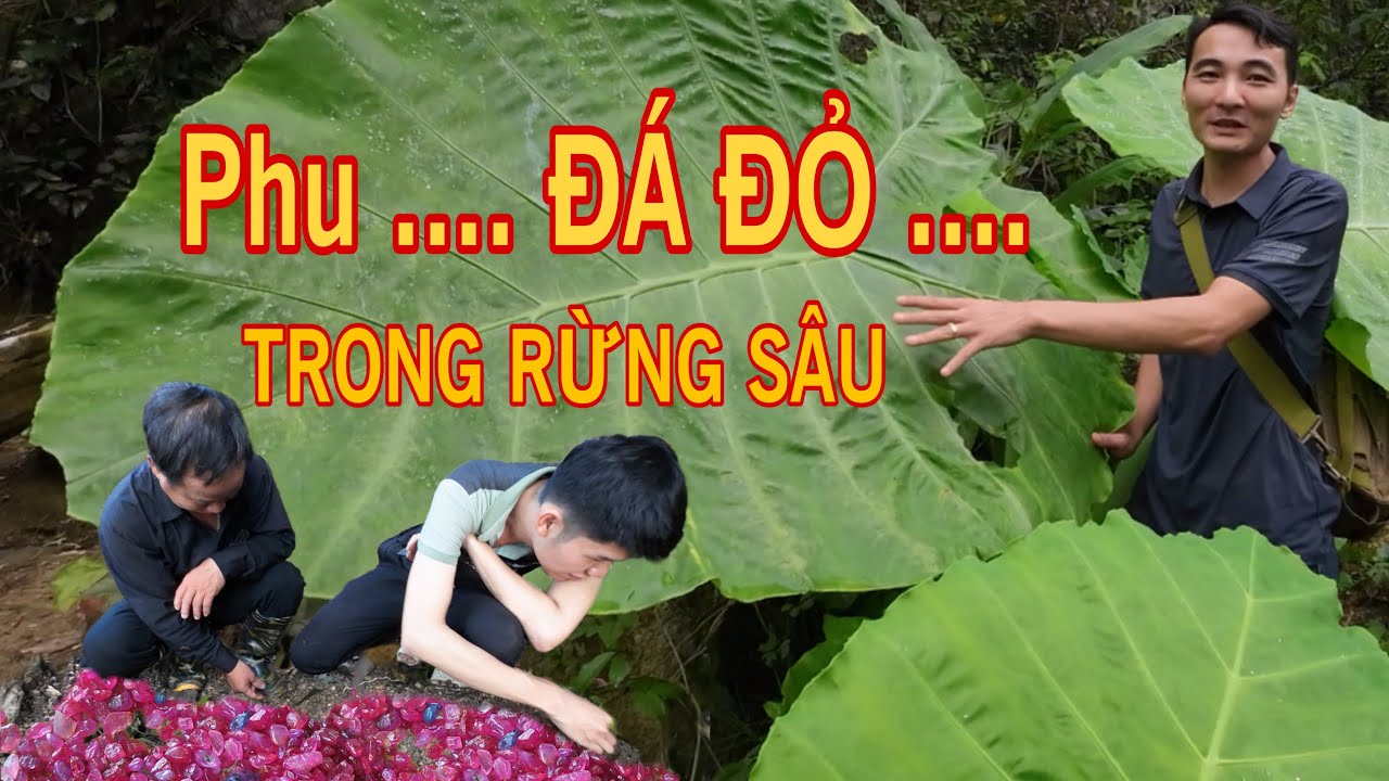 PHU ĐÁ ĐỎ TRONG RỪNG SÂU