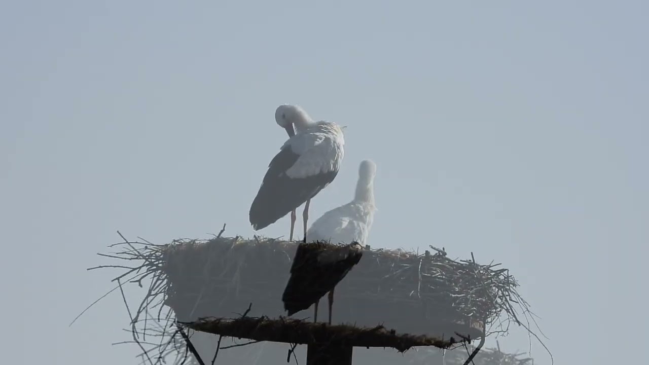 White storks in Denmark Bylderup Bov 6. marts 2026