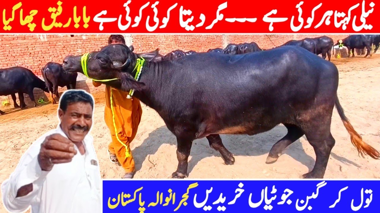 Good News!🔥 VIP Gabban Jhotian New Beopari Gujranwala PUNJAB | Dairy (Milking) Buffalo Farming Plan