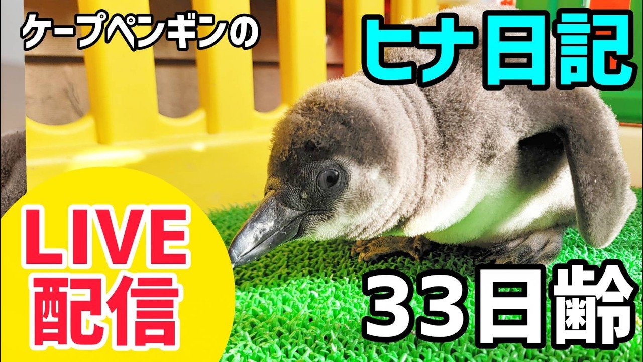 【LIVE配信】ケープペンギンのヒナ日記「33日齢」【劇団ペンターズ】#live #penguin #誕生