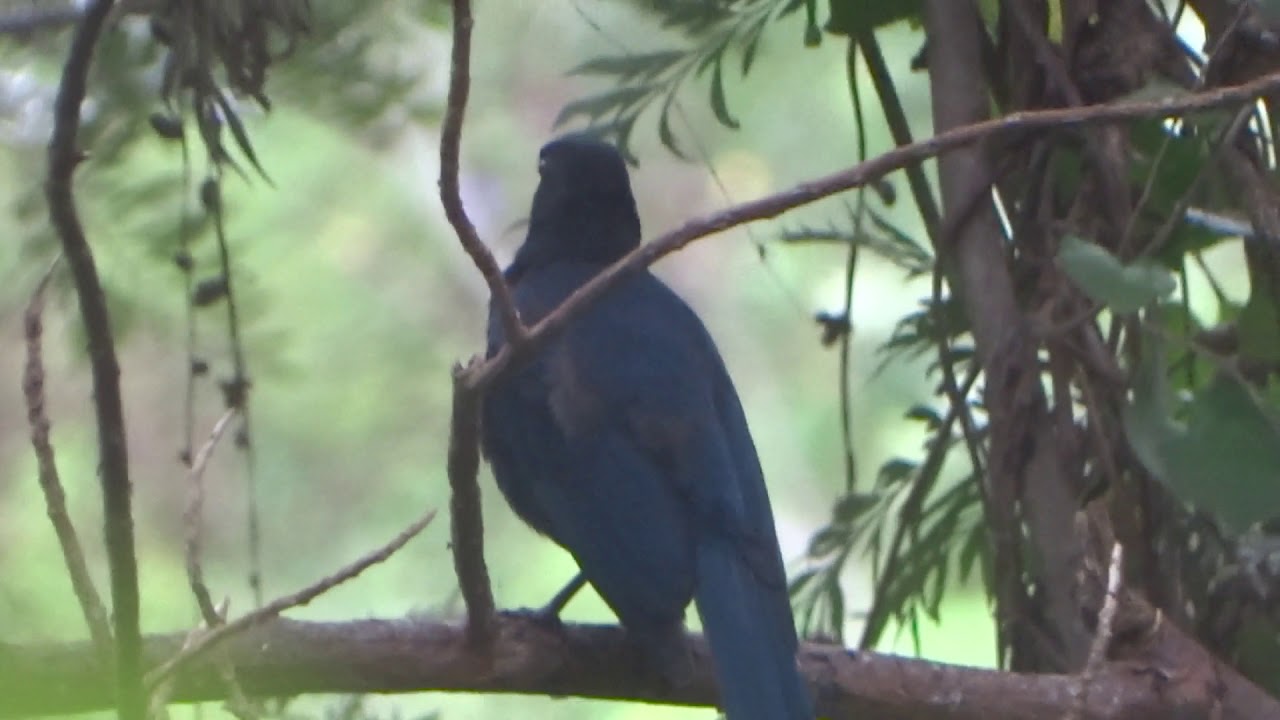 Malabar Whistling thrush singing!