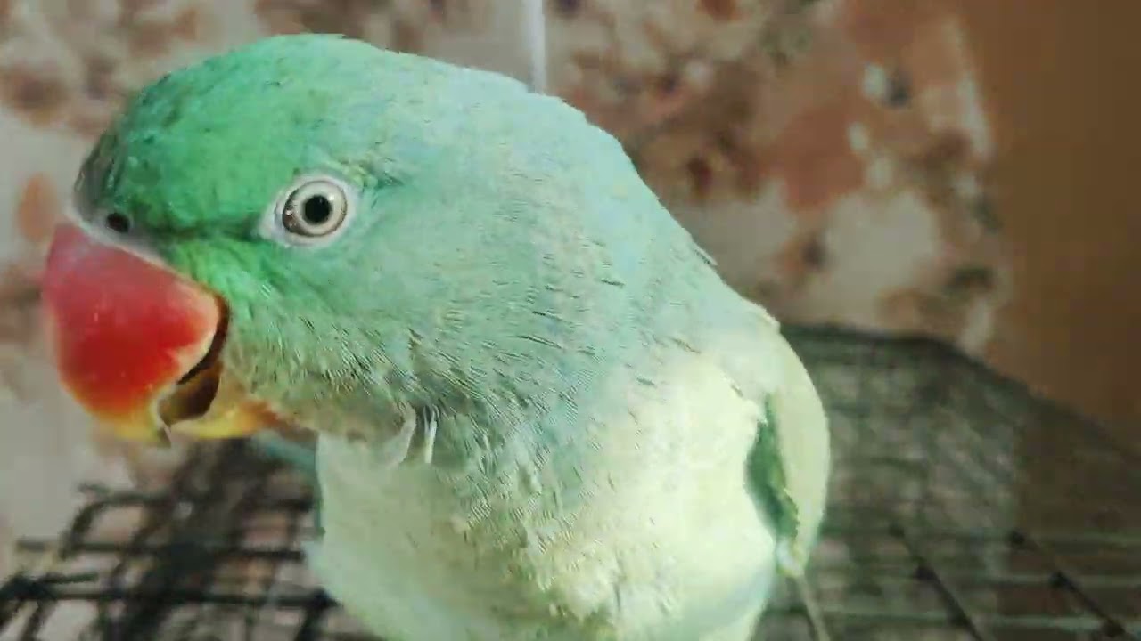 #parrot# viral video mitthu 💐🦜🦜 #mitthu main mitthu#🙏🙏🌺🦜🦜🦜🌺🙏🙏
