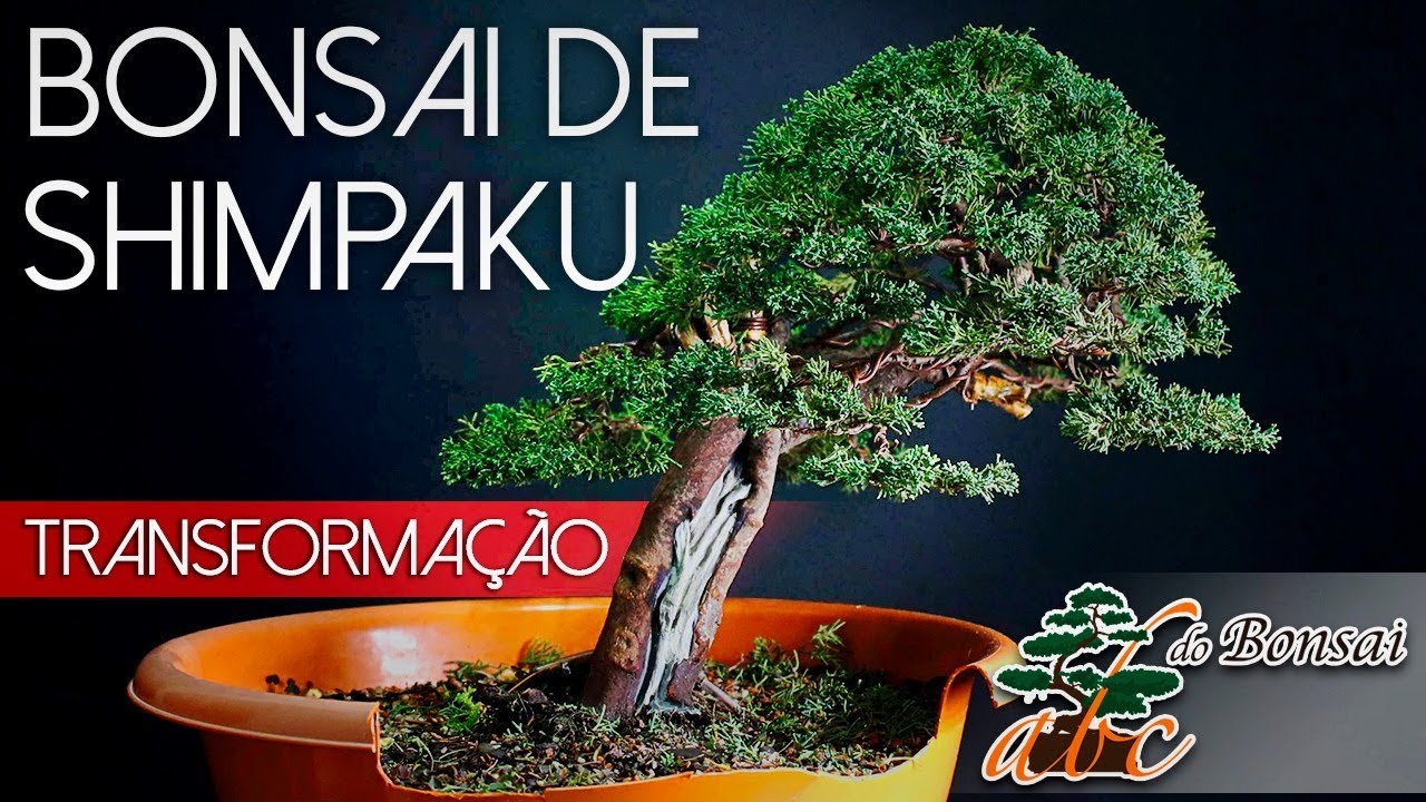 BONSAI DE SHIMPAKU | PASSO A PASSO