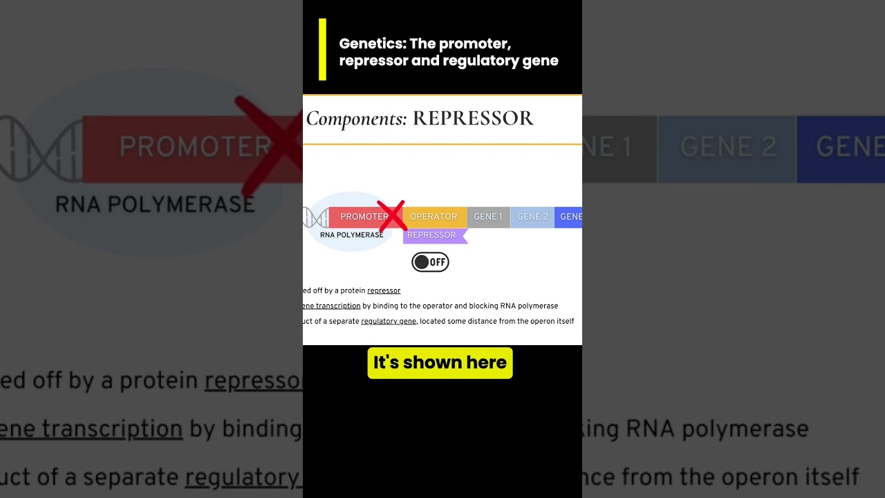 The Repressor and Genes