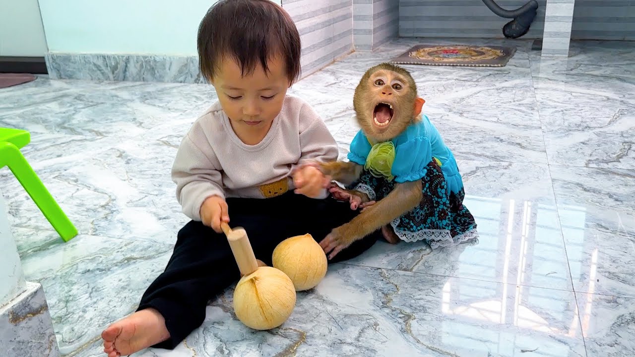 Diem smashing coconuts for Monkey Kaka to eat is really funny