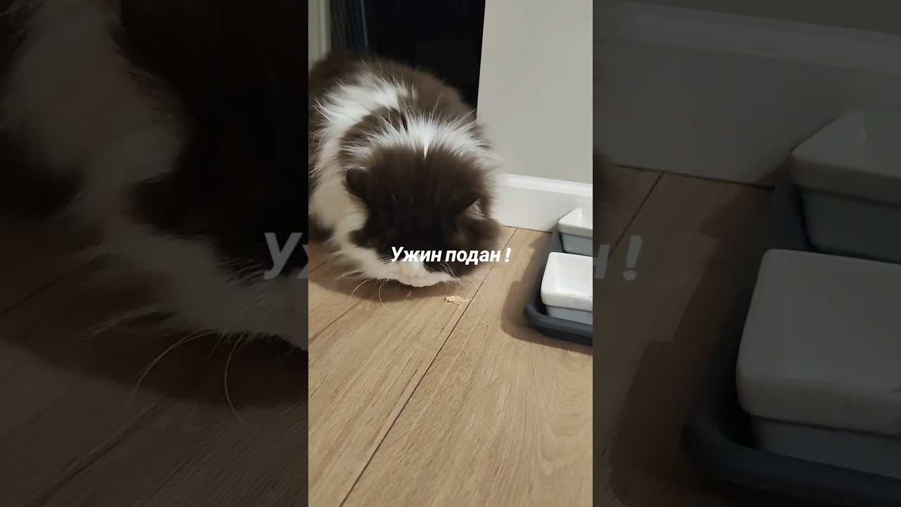 Ужин подан !