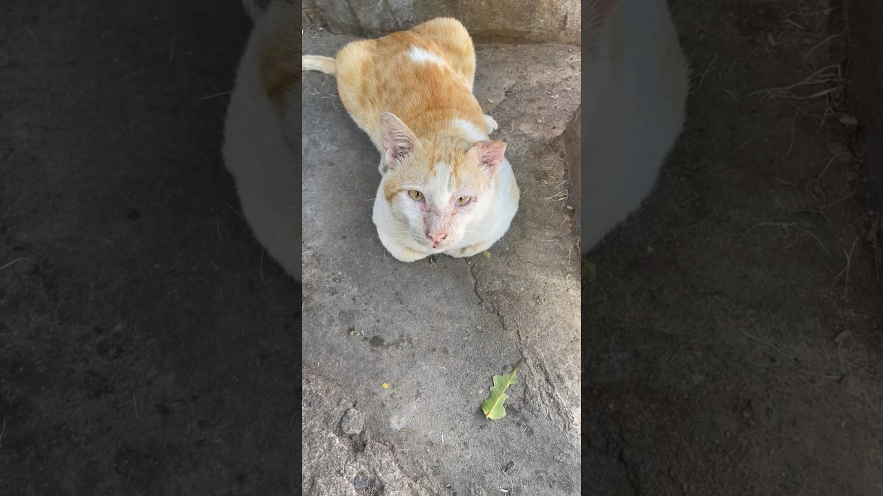 Poor old cat #catlover #homeless #viral #catvideos #streetcats #poorcats #shorts