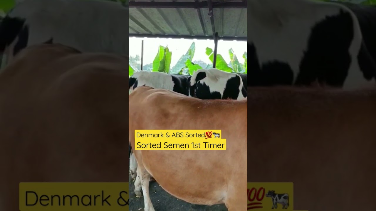 Denmark and ABS Sorted 1st Timer Top hf and jersey cow 💯🐄 