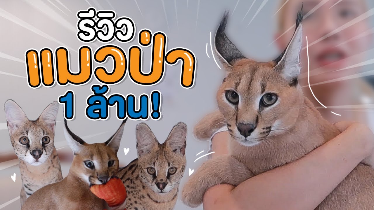 รีวิวแมวป่า ดุเหมือนเสือ ราคาหลักล้าน | poixian