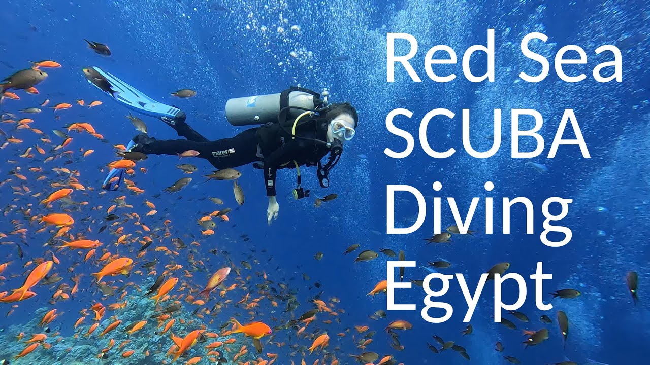 Red Sea SCUBA Diving - Sharm El Sheikh, Ras Bob, Ras Nasrani, Near Garden, Gordon and Jackson Reef