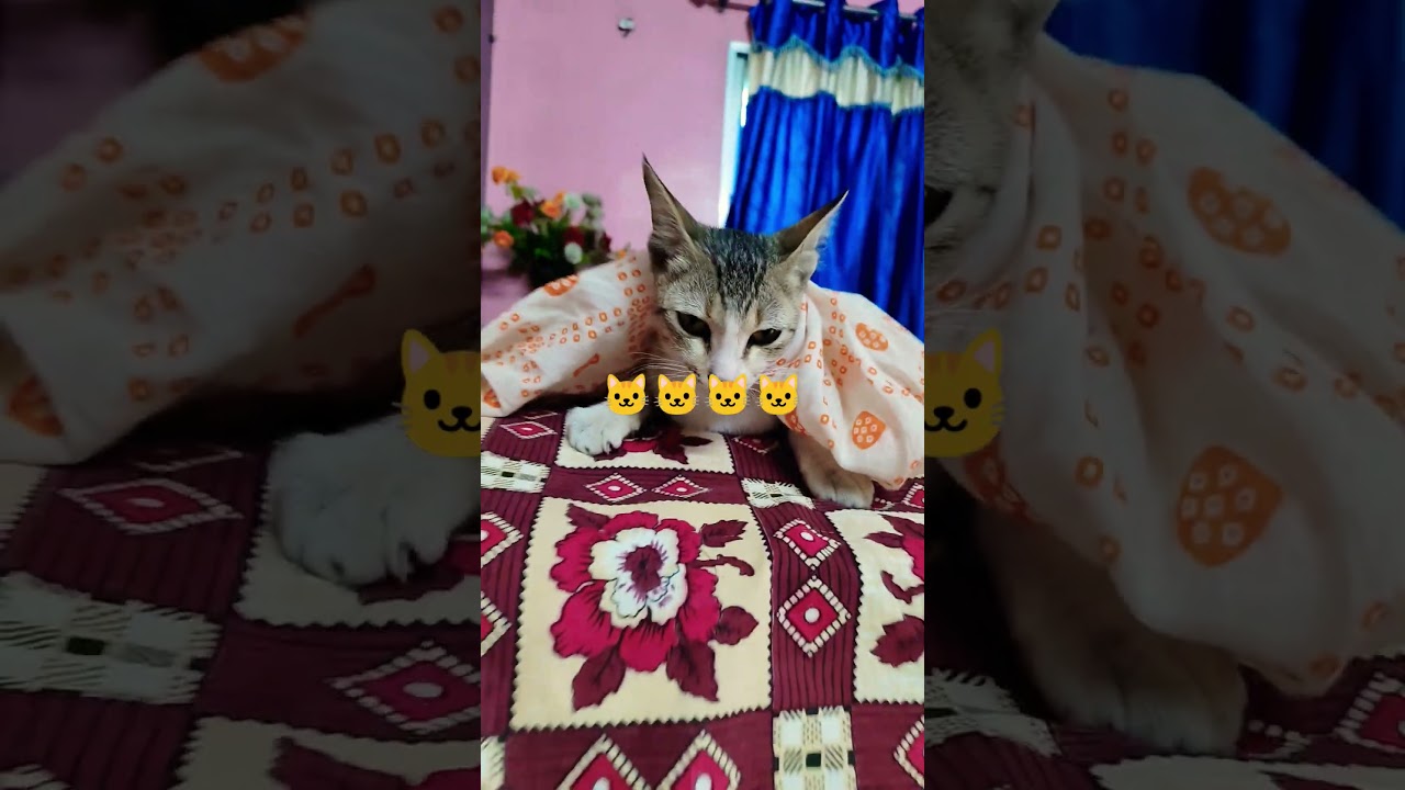 Bohut Cat uche jaiga me sona pasand karte hai#cat#animals#pets#fact#catstips