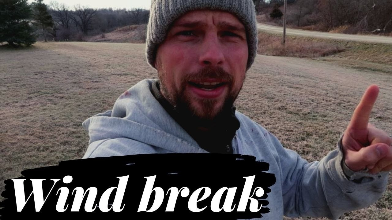 Planning out a wind break | How to plan out a windbreak