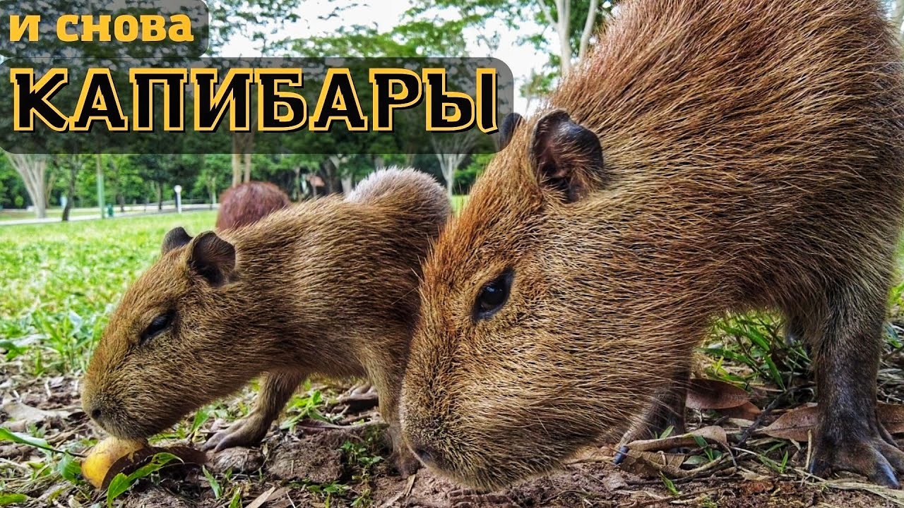 Капибары и манго. Город Кампу-Гранди. Вся Бразилия на велосипеде ✓33