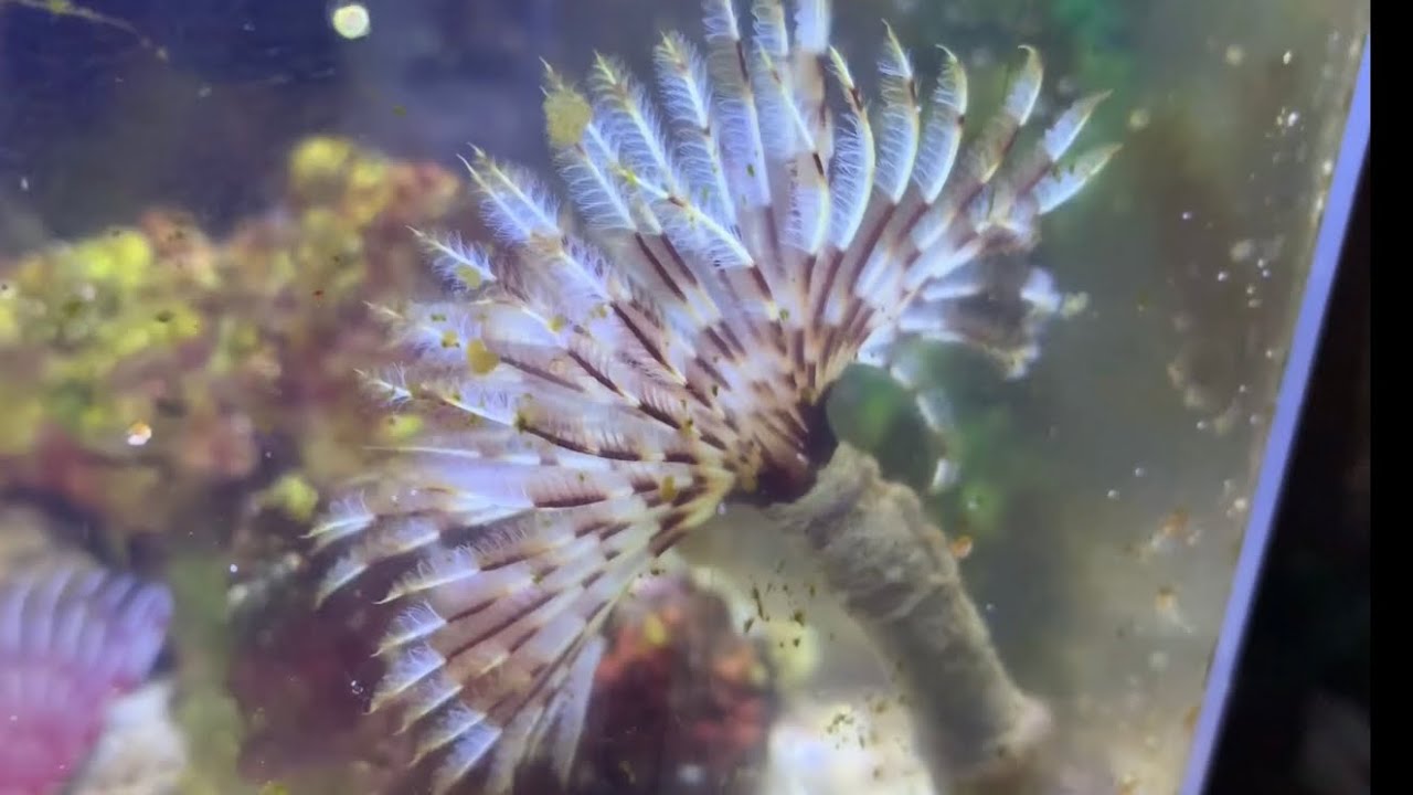 THE HAWAIIAN FEATHER DUSTER WORM | New tank inhabitants!