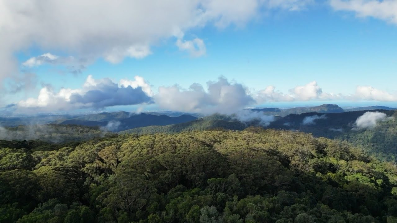 Nature TV | How Rainforests Create Their own Rain #naturetherapy #forestbathing 