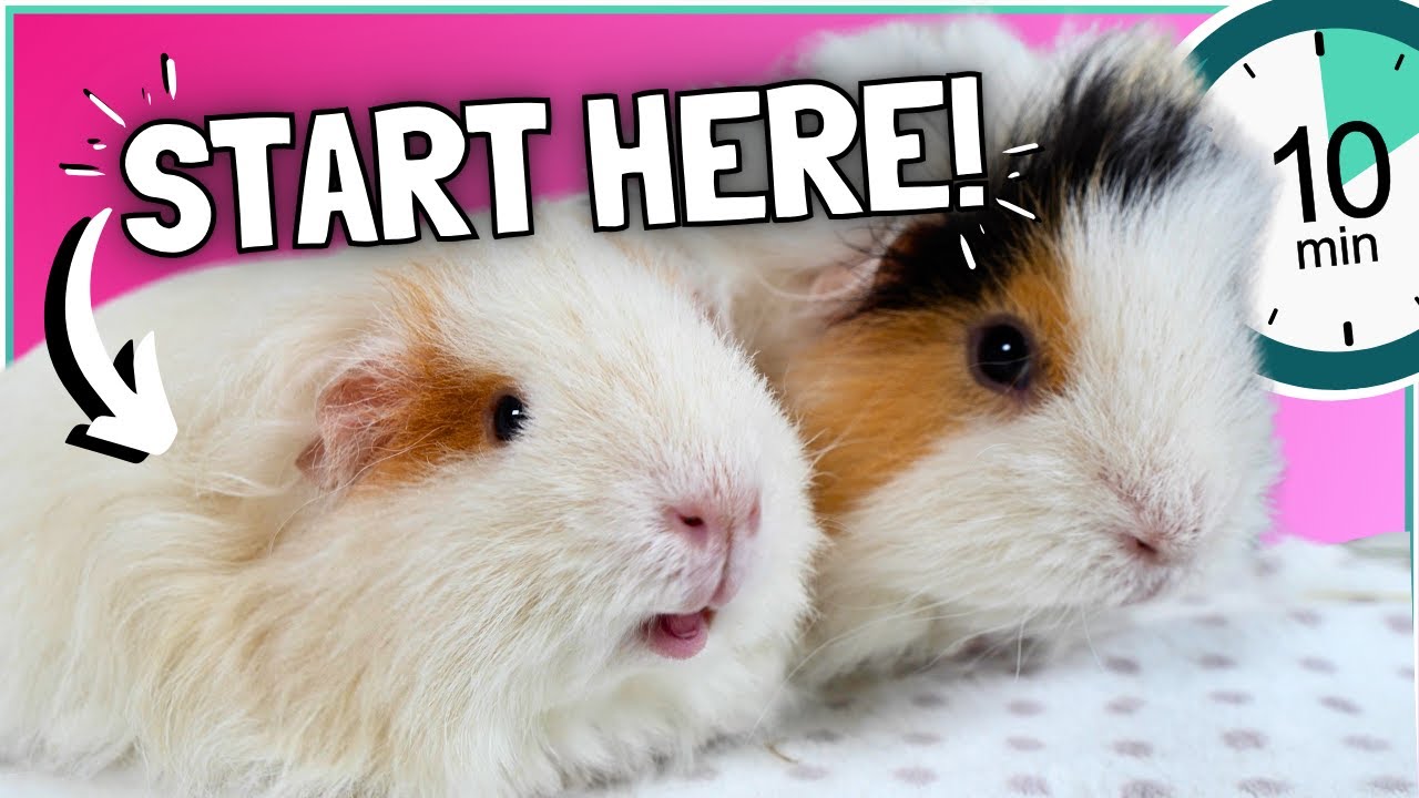 Guinea Pig Care for New Owners: The ESSENTIAL 10 Minute Guide!