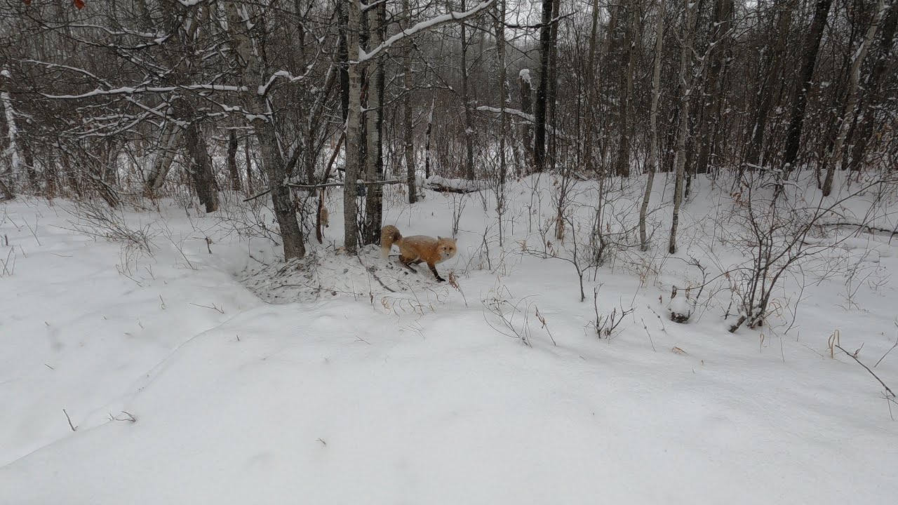 Checking Traps on the Trapline | Fox Caught, Weasels in Fisher Traps & Setting Coyote Footholds