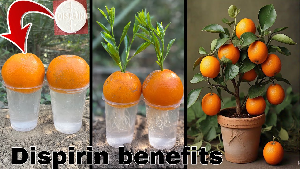 Anti fungus: How to grow orange trees with orange fruit |  Disprin plants benefit |