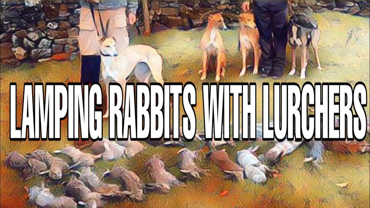 Lamping rabbits with 4 lurchers video
