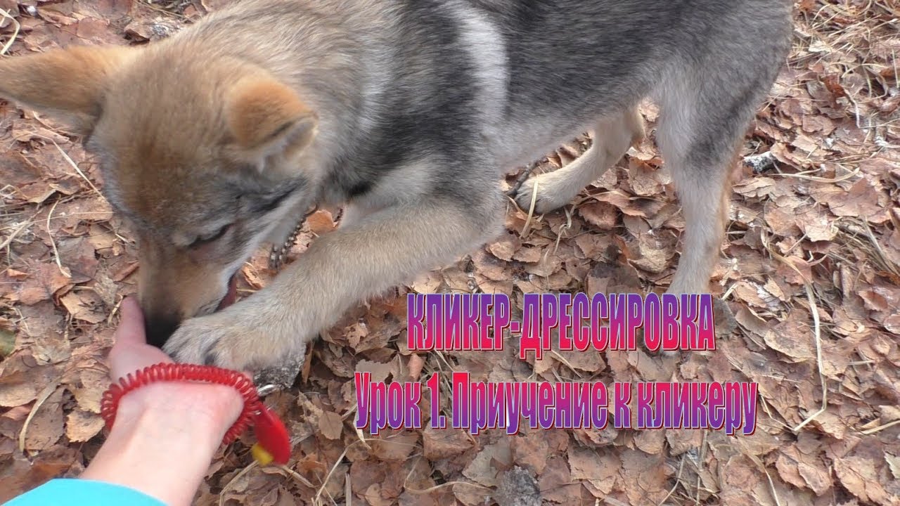 Кликер-дрессировка: Урок 1 - Приучение к кликеру
