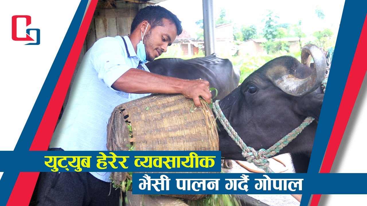 युट्युब हेरेर व्यवसायीक भैंसी पालन गर्दै बबईका गोपाल राना @Gopa Rana Bhaisi palan #Prem Pun