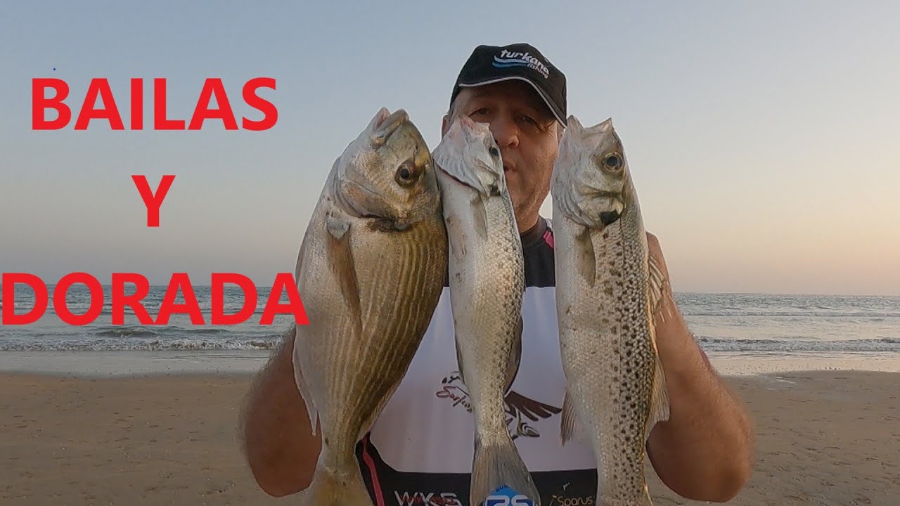 PESCA SURFCASTING JORNADA DE BAILAS Y DORADA EN BAJAMAR