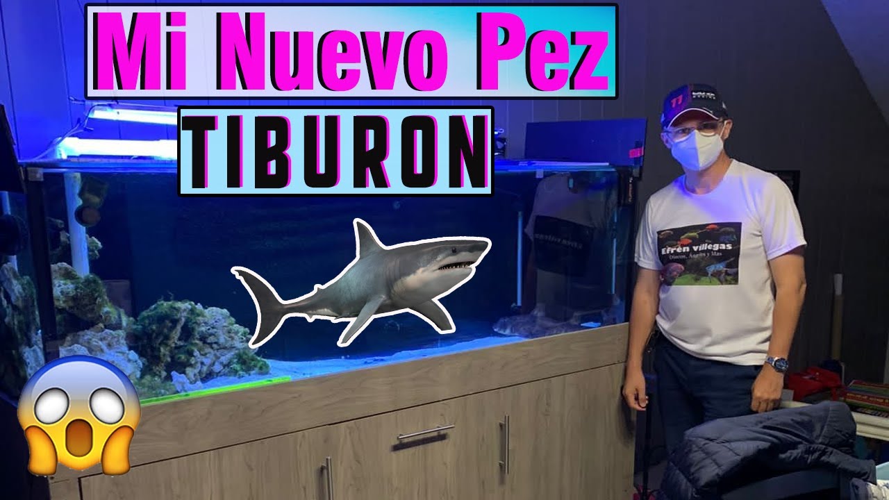 Como obtuve mi pez tiburón / tiburón en un acuario de 3 metros de largo 😲😲