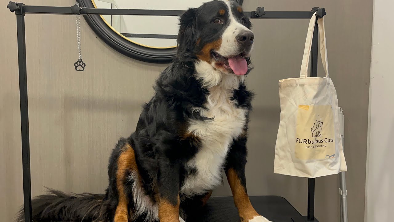 ￼ Bernese mountain Dogs Transformation 