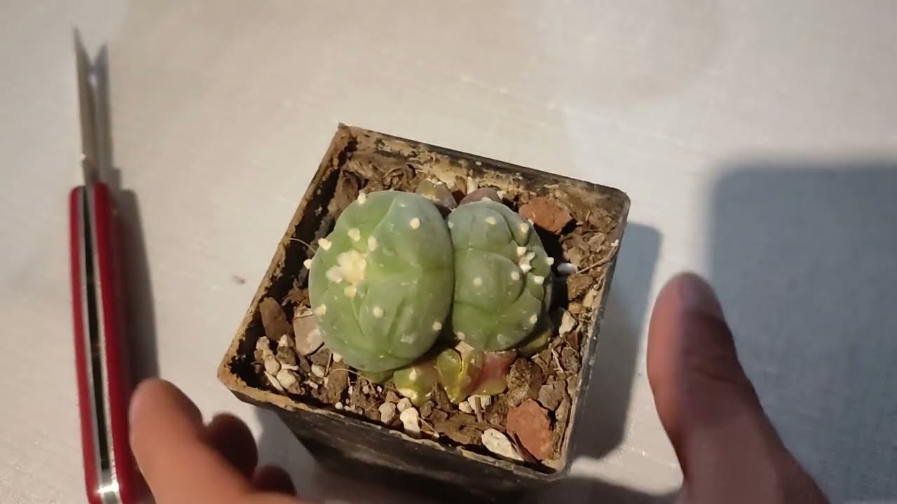 Rescatamos un injerto de un grusonni dañado. Así quedaron los injertos de crestas! (continuación)