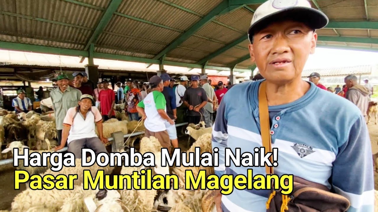 Pasaran Harga Domba Naik Banjir Domba Wedus Gembel Lereng Merapi Muntilan Magelang Terbaru 2026