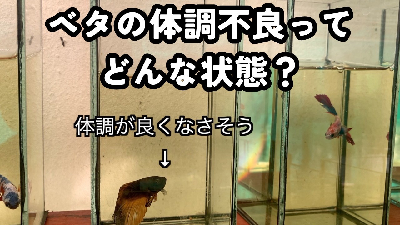 【ベタの体調不良サイン】病気になる前にやるべきこと｜ブラックウォーターの使い方